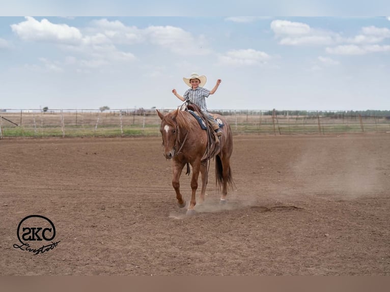 American Quarter Horse Gelding 5 years 15 hh Roan-Red in Canyon