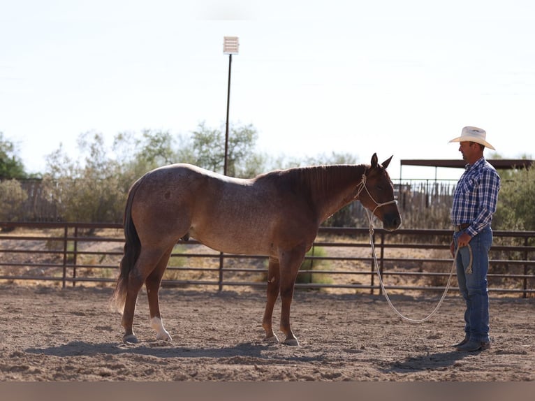 American Quarter Horse Gelding 5 years 15 hh Roan-Red in Congress