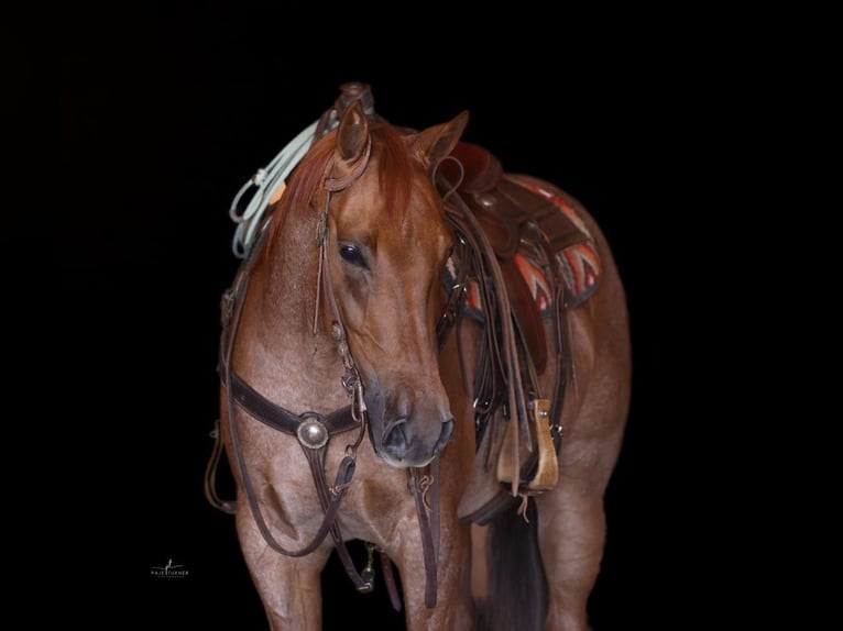 American Quarter Horse Gelding 5 years 15 hh Roan-Red in Congress