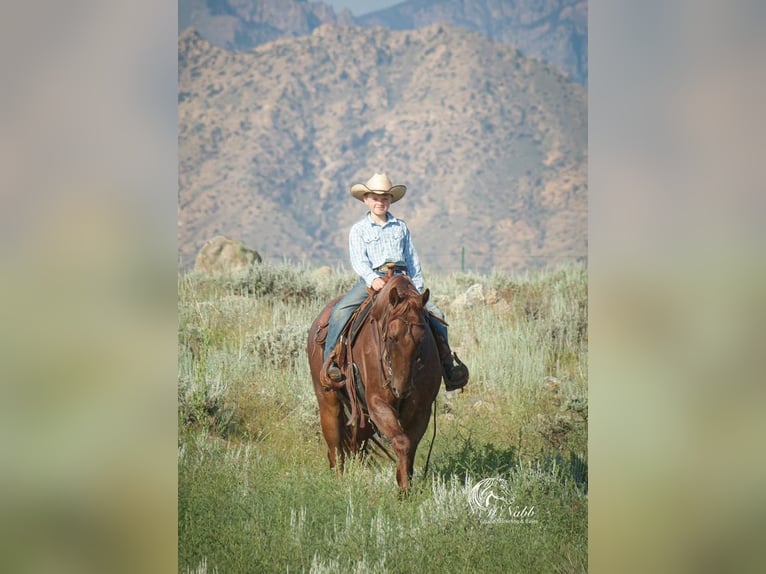 American Quarter Horse Gelding 5 years 15 hh Roan-Red in Cody, WY