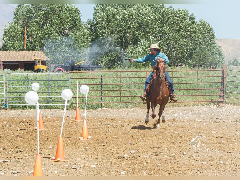 American Quarter Horse Gelding 5 years 15 hh Roan-Red in Cody, WY