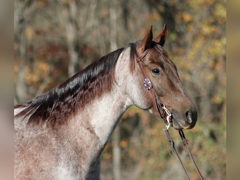 American Quarter Horse Gelding 5 years 15 hh Roan-Red in Mount Vernon