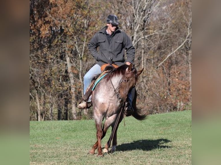 American Quarter Horse Gelding 5 years 15 hh Roan-Red in Mount Vernon