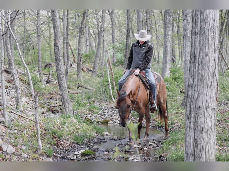 American Quarter Horse Gelding 5 years 15 hh Roan-Red in Needmore