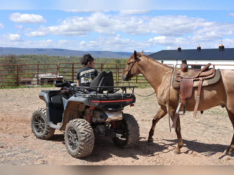 American Quarter Horse Gelding 5 years 15 hh Roan-Red in Needmore