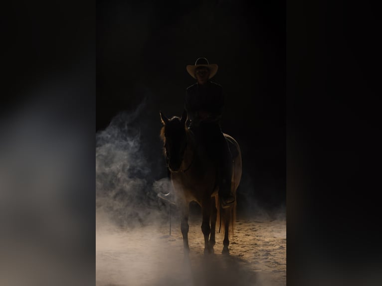 American Quarter Horse Gelding 5 years 15 hh Roan-Red in Needmore