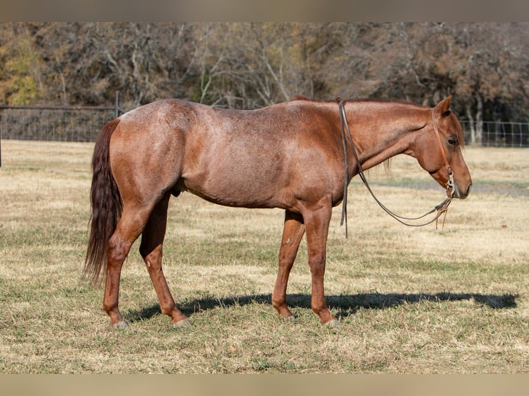 American Quarter Horse Gelding 5 years 15 hh Roan-Red in Palmer
