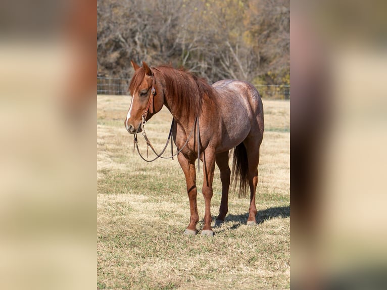 American Quarter Horse Gelding 5 years 15 hh Roan-Red in Palmer