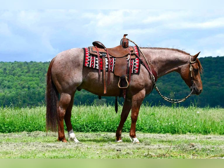 American Quarter Horse Gelding 5 years 15 hh Roan-Red in Rebersburg