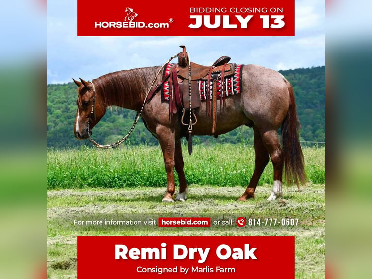 American Quarter Horse Gelding 5 years 15 hh Roan-Red in Rebersburg