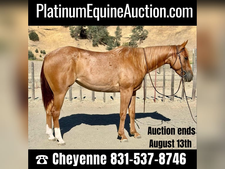 American Quarter Horse Gelding 5 years 15 hh Roan-Red in King City CA