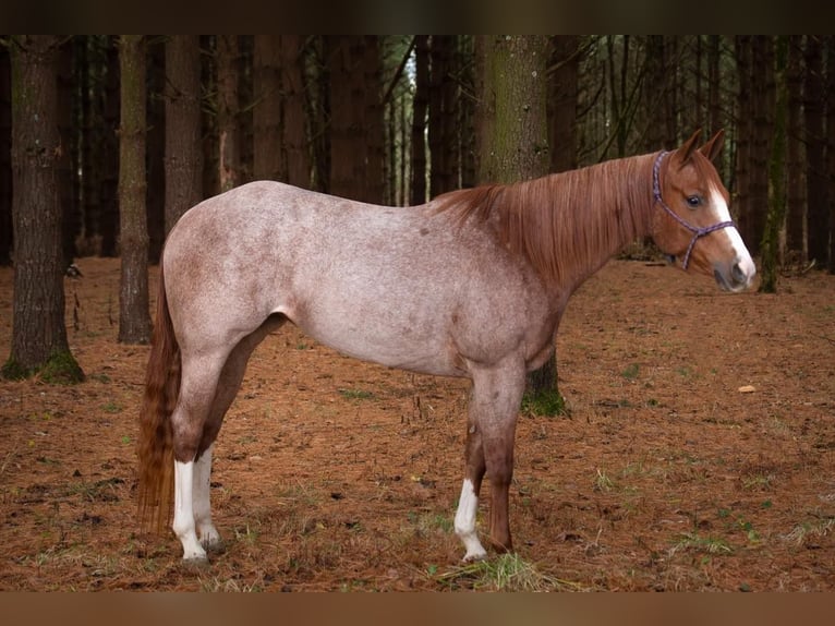 American Quarter Horse Gelding 5 years 15 hh Roan-Red in Middletown oh