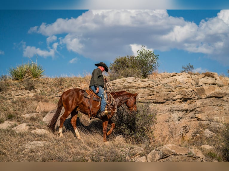 American Quarter Horse Gelding 5 years 15 hh Sorrel in Canyon