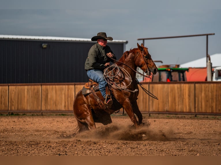 American Quarter Horse Gelding 5 years 15 hh Sorrel in Canyon