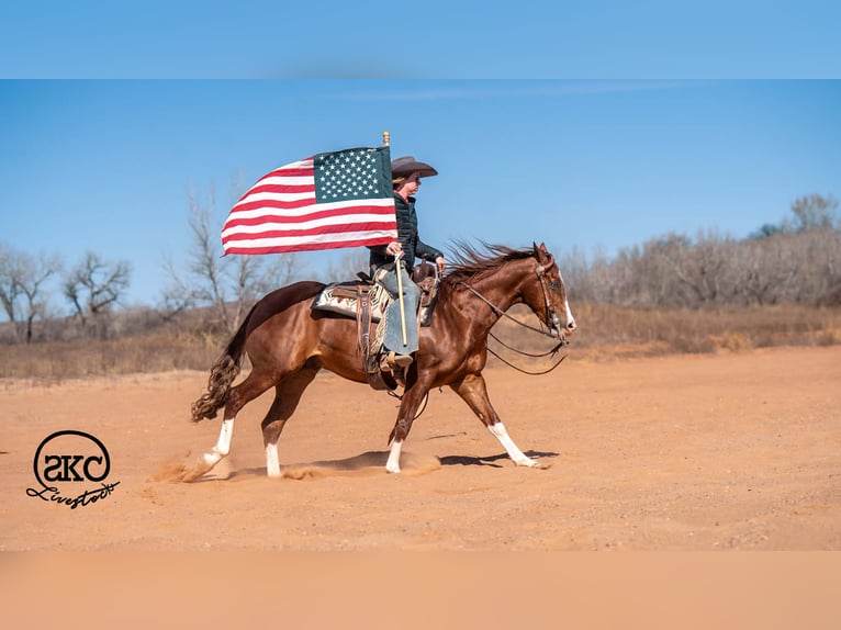 American Quarter Horse Gelding 5 years 15 hh Sorrel in Canyon