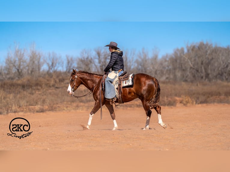 American Quarter Horse Gelding 5 years 15 hh Sorrel in Canyon