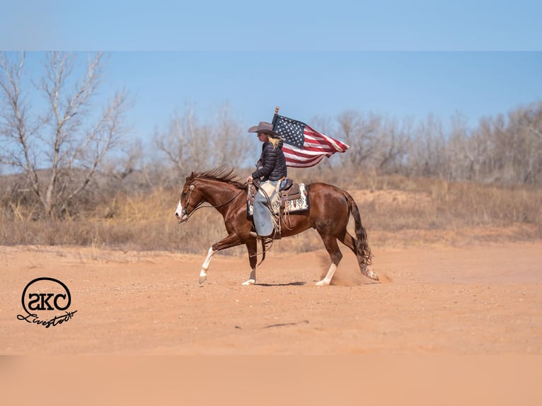 American Quarter Horse Gelding 5 years 15 hh Sorrel in Canyon