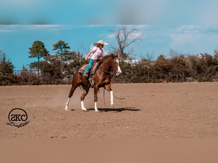 American Quarter Horse Gelding 5 years 15 hh Sorrel in Canyon