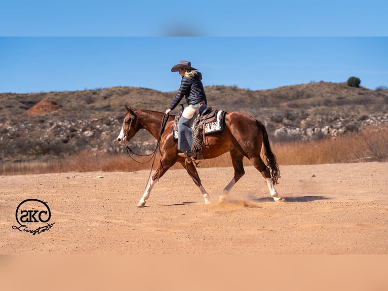 American Quarter Horse Gelding 5 years 15 hh Sorrel in Canyon