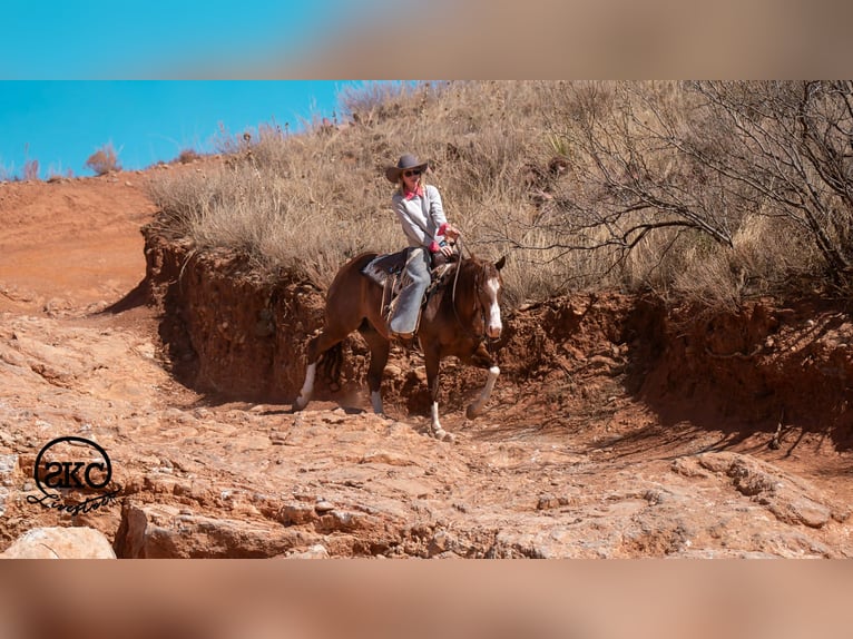 American Quarter Horse Gelding 5 years 15 hh Sorrel in Canyon