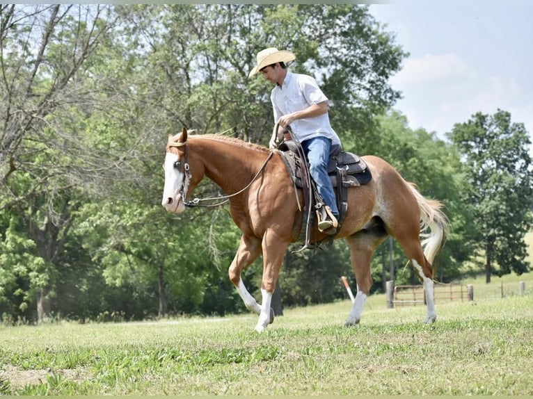 American Quarter Horse Gelding 5 years 15 hh Sorrel in Sweet Springs, MO
