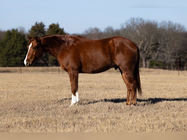 American Quarter Horse Gelding 5 years 15 hh Sorrel in Canton