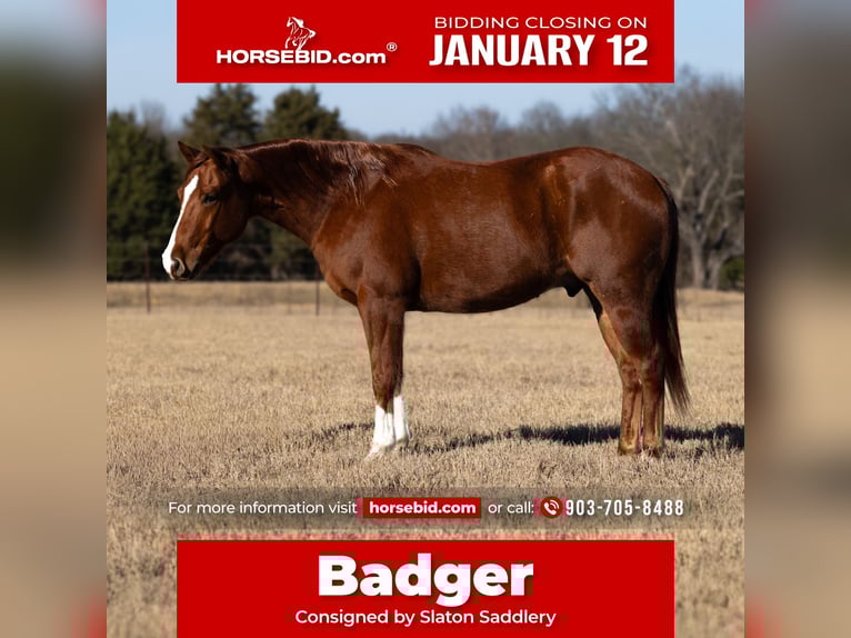 American Quarter Horse Gelding 5 years 15 hh Sorrel in Canton