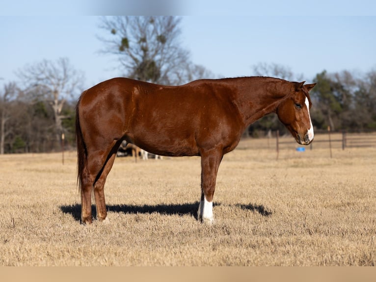 American Quarter Horse Gelding 5 years 15 hh Sorrel in Canton