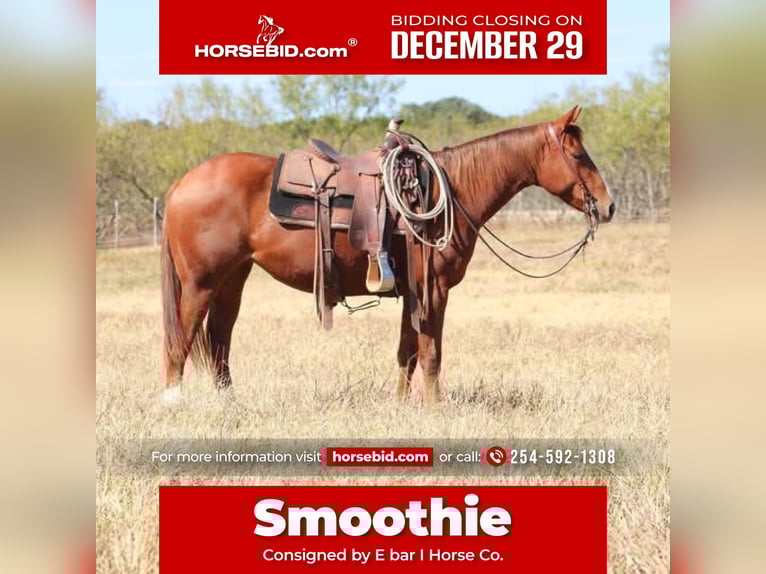 American Quarter Horse Gelding 5 years 15 hh Sorrel in Salado