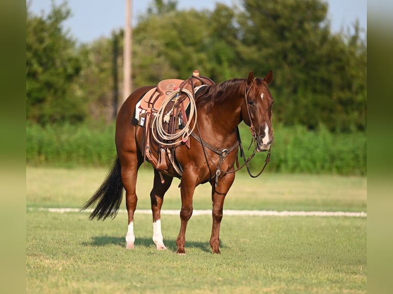 American Quarter Horse Gelding 5 years 15 hh Sorrel in Waco, TX