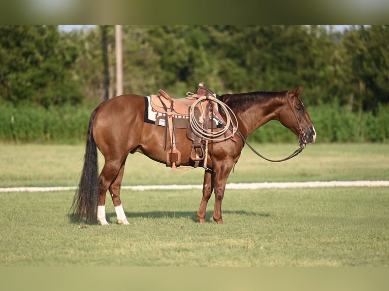 American Quarter Horse Gelding 5 years 15 hh Sorrel in Waco, TX