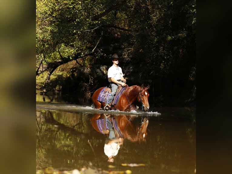 American Quarter Horse Gelding 5 years 15 hh Sorrel in Millersburg