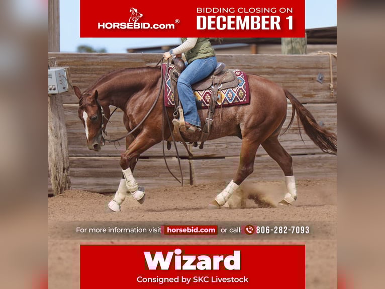 American Quarter Horse Gelding 5 years 15 hh Sorrel in Canyon