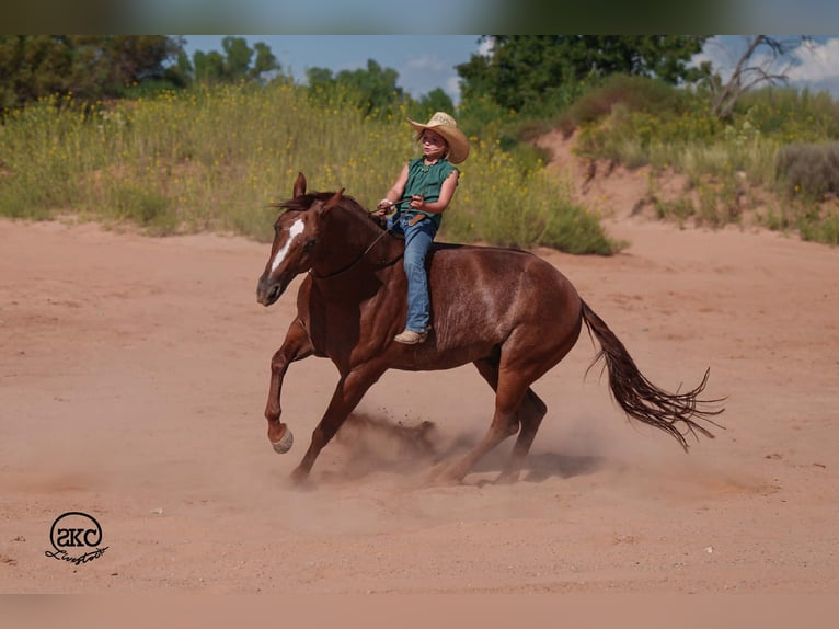 American Quarter Horse Gelding 5 years 15 hh Sorrel in Canyon
