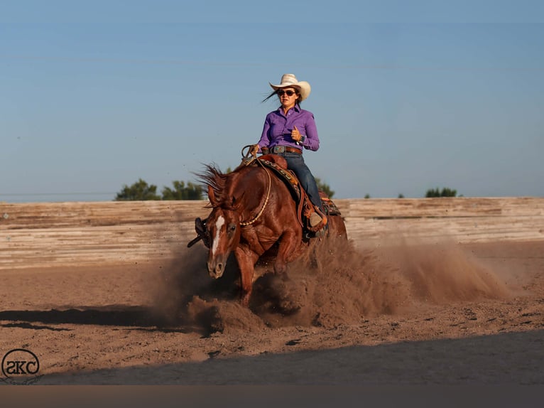 American Quarter Horse Gelding 5 years 15 hh Sorrel in Canyon