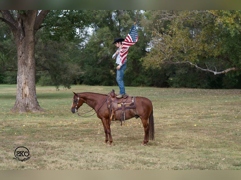 American Quarter Horse Gelding 5 years 15 hh Sorrel in Canyon