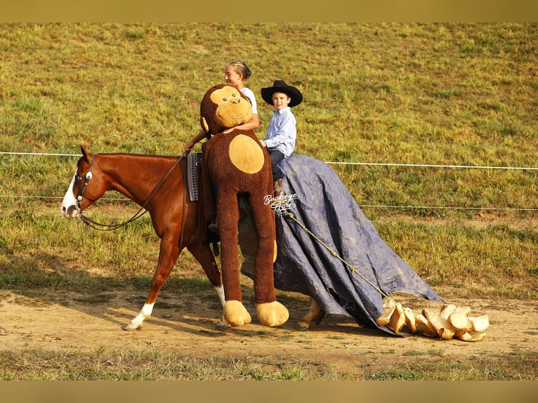 American Quarter Horse Gelding 5 years 15 hh Sorrel in Millersburg