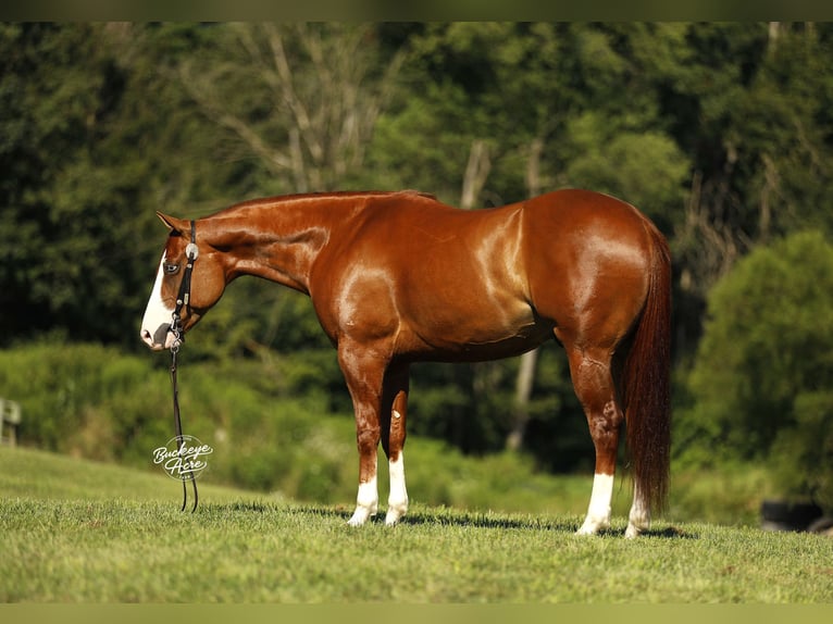 American Quarter Horse Gelding 5 years 15 hh Sorrel in Millersburg