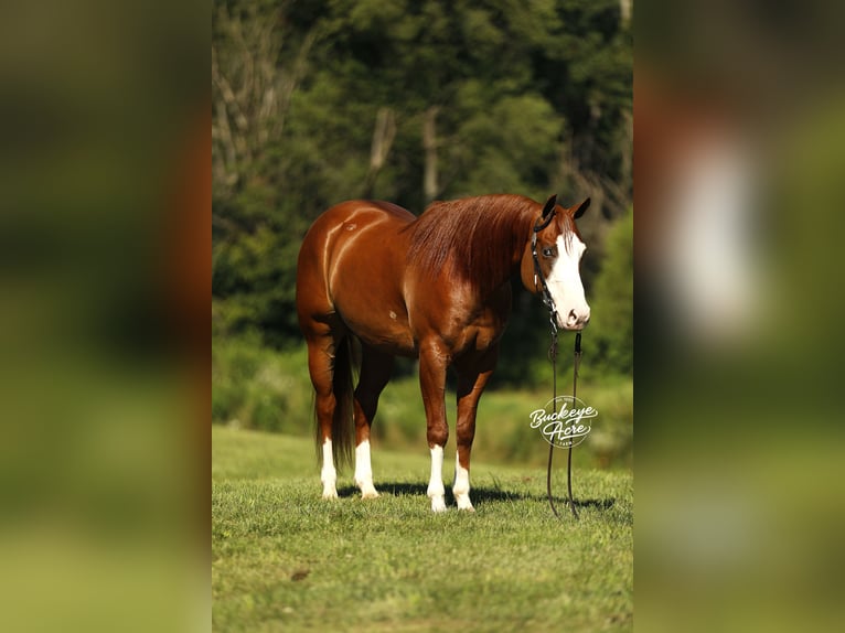 American Quarter Horse Gelding 5 years 15 hh Sorrel in Millersburg