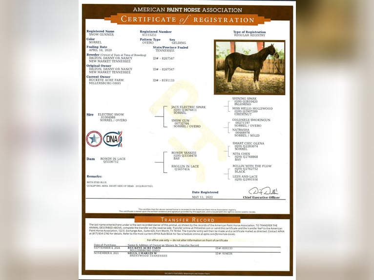 American Quarter Horse Gelding 5 years 15 hh Sorrel in Millersburg