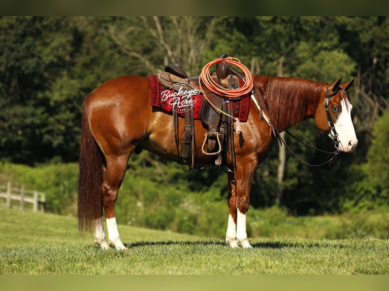 American Quarter Horse Gelding 5 years 15 hh Sorrel in Millersburg