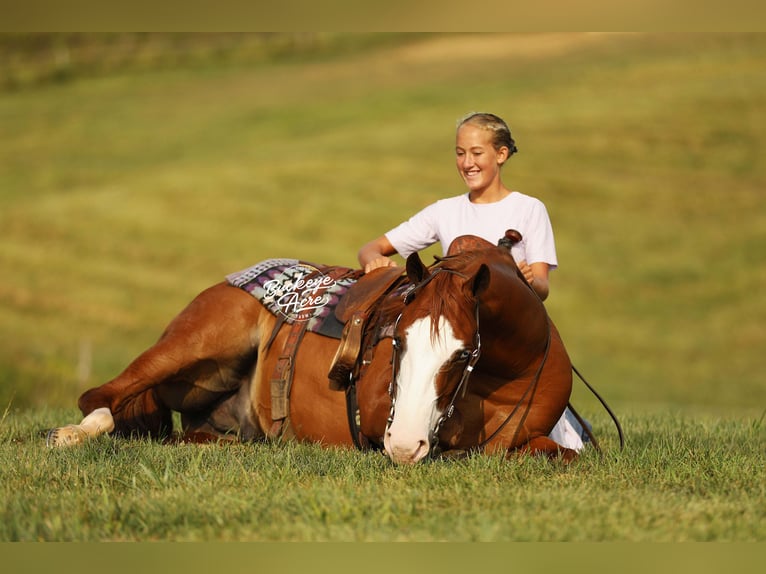American Quarter Horse Gelding 5 years 15 hh Sorrel in Millersburg