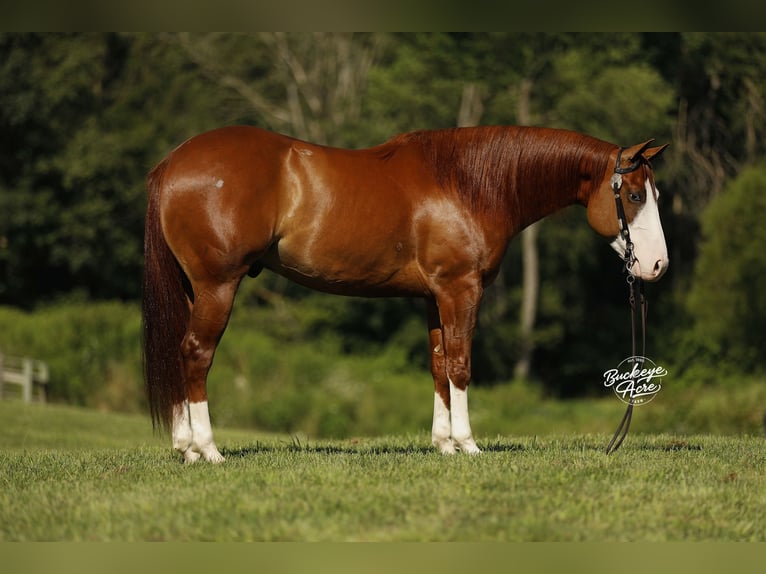 American Quarter Horse Gelding 5 years 15 hh Sorrel in Millersburg
