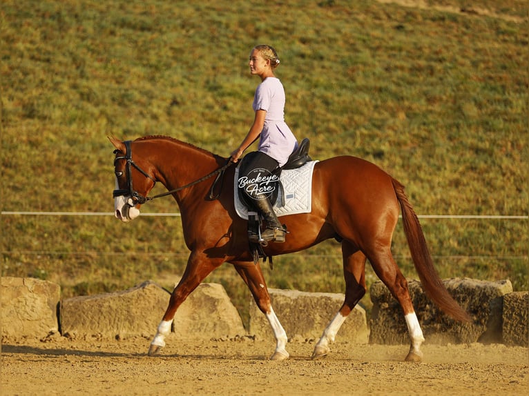American Quarter Horse Gelding 5 years 15 hh Sorrel in Millersburg