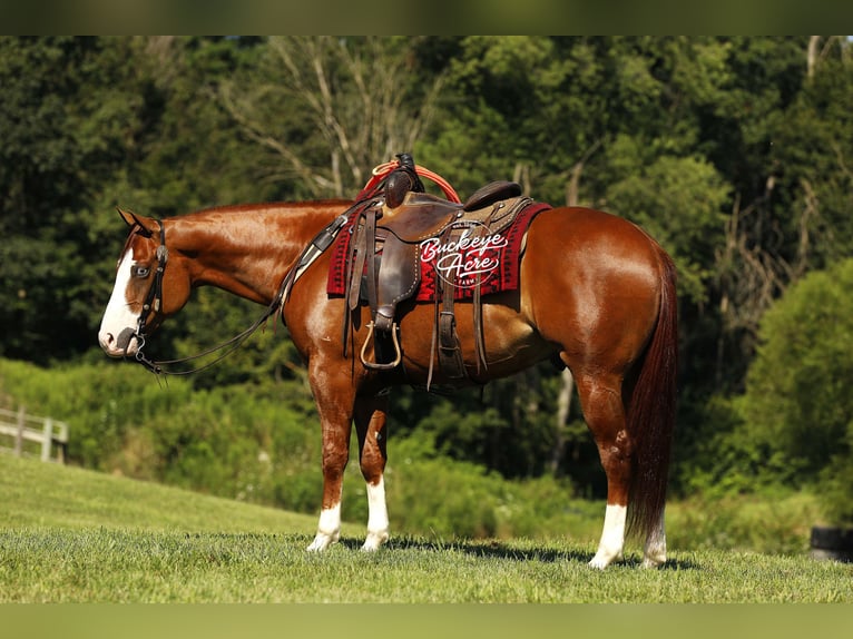 American Quarter Horse Gelding 5 years 15 hh Sorrel in Millersburg