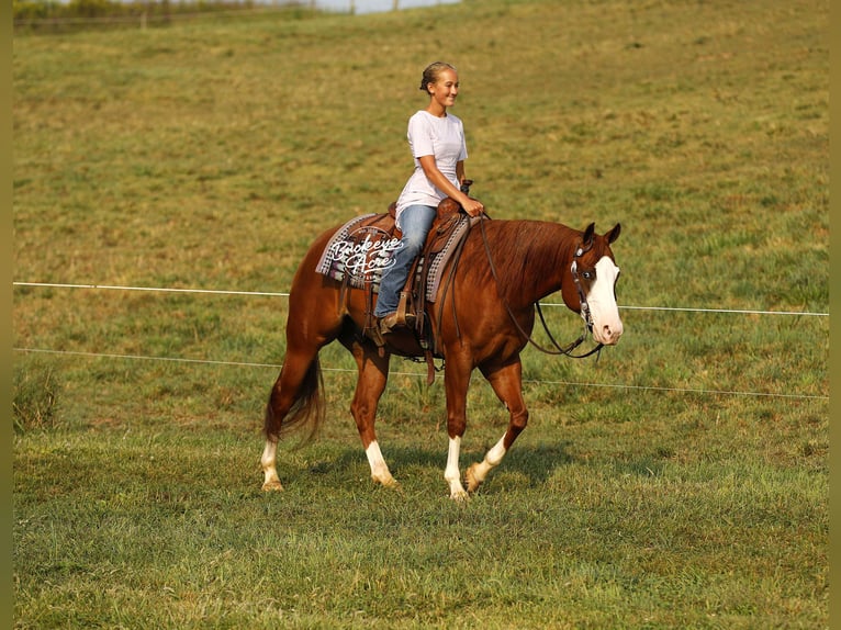 American Quarter Horse Gelding 5 years 15 hh Sorrel in Millersburg