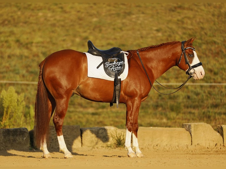 American Quarter Horse Gelding 5 years 15 hh Sorrel in Millersburg