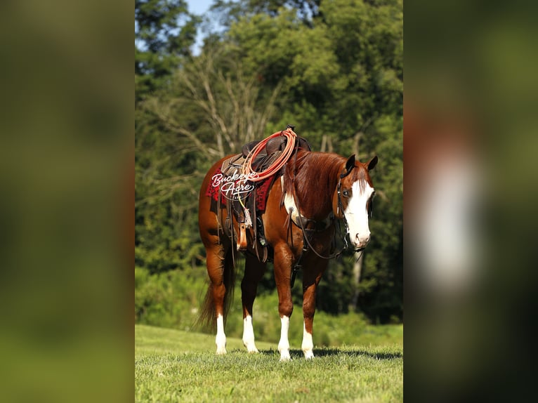 American Quarter Horse Gelding 5 years 15 hh Sorrel in Millersburg