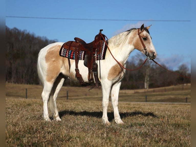 American Quarter Horse Gelding 5 years 15 hh Tobiano-all-colors in Whitley City Ky