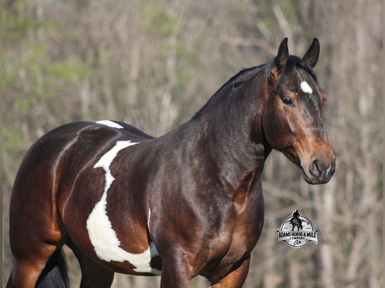American Quarter Horse Gelding 5 years 15 hh Tobiano-all-colors in Mount Vernon